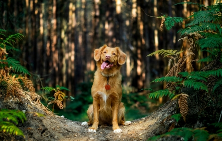 Samen op avontuur: zo wordt vakantie met je hond onvergetelijk