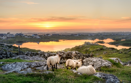 'Savage Beauty' in Ierland: kunst met licht