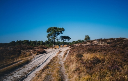 Tip in België: Grenspark Kalmthoutse Heide