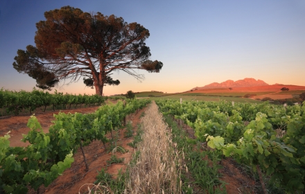 Wijn uit ... Stellenbosch