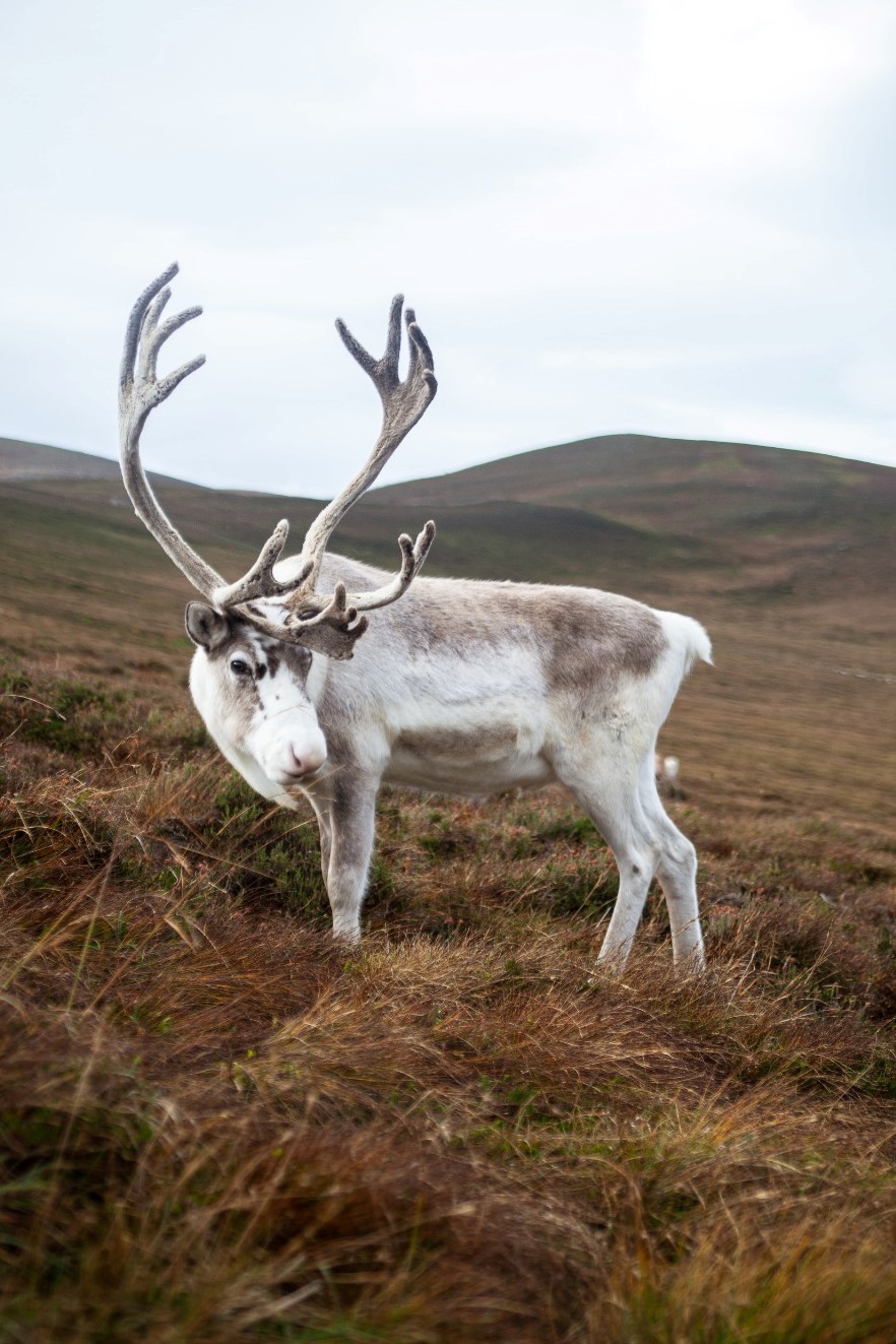 Reindeer
