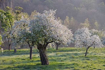 Bloesem